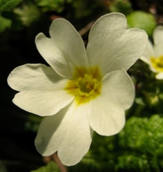 Photo 6 of Primula vulgaris