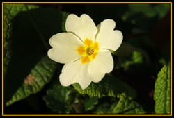 Photo 3 of Primula vulgaris