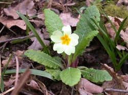 Photo 4 of Primula vulgaris