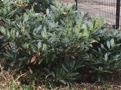 Photo 9 of Prunus laurocerasus