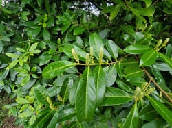 Photo 3 of Prunus laurocerasus