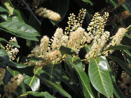 Photo 1 of Prunus laurocerasus