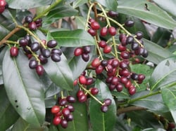 Photo 2 of Prunus laurocerasus