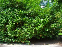 Photo 8 of Prunus laurocerasus