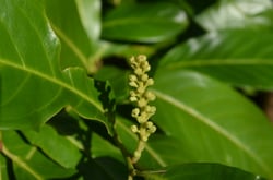 Photo 6 of Prunus laurocerasus