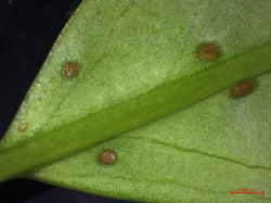 Photo 4 of Prunus laurocerasus