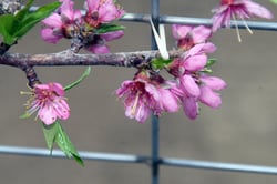 Photo 8 of Prunus persica