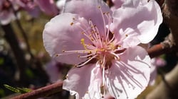 Photo 9 of Prunus persica