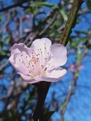 Photo 5 of Prunus persica