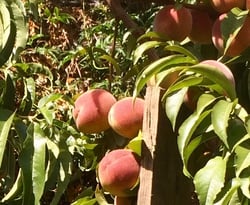 Photo 6 of Prunus persica