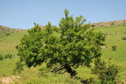 Photo 4 of Prunus persica