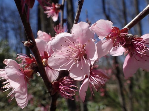 Photo 1 of Prunus persica