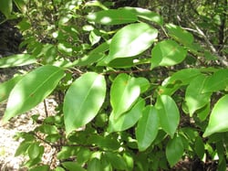 Photo 7 of Prunus serotina