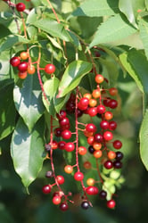Photo 2 of Prunus serotina