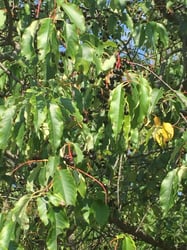 Photo 8 of Prunus serotina