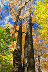 Photo 5 of Prunus serotina