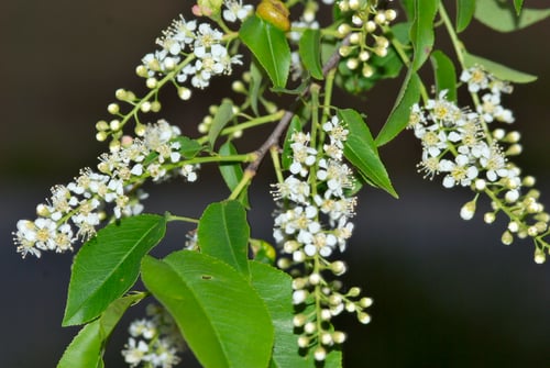 Photo 1 of Prunus serotina