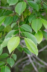 Photo 4 of Prunus serotina