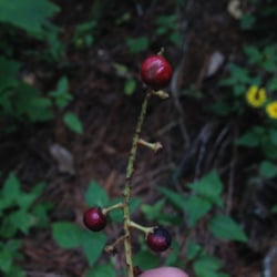 Photo 9 of Prunus serotina