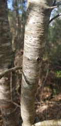 Photo 3 of Prunus serotina