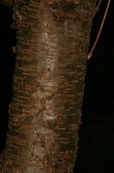 Photo 6 of Prunus serotina