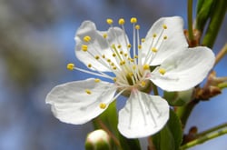 Photo 3 of Prunus spp.