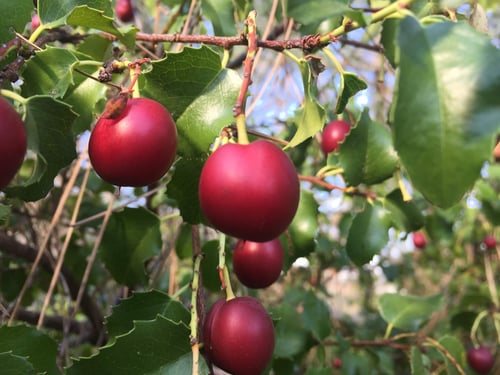 Photo 1 of Prunus spp.