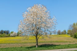 Photo 4 of Prunus spp.