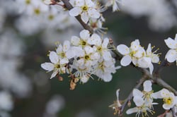 Photo 2 of Prunus spp.