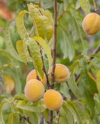Photo 5 of Prunus spp.