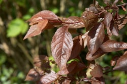 Photo 6 of Prunus spp.