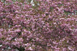 Photo 9 of Prunus spp.