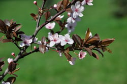 Photo 8 of Prunus spp.