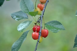 Photo 7 of Prunus spp.