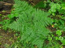 Photo 7 of Pteridium aquilinum