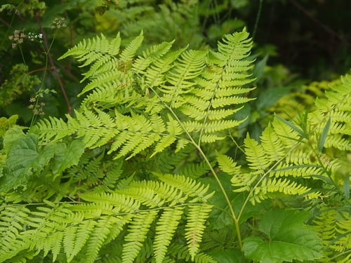 Photo 1 of Pteridium aquilinum