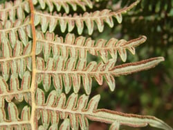 Photo 5 of Pteridium aquilinum