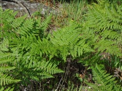Photo 3 of Pteridium aquilinum