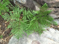 Photo 4 of Pteridium aquilinum