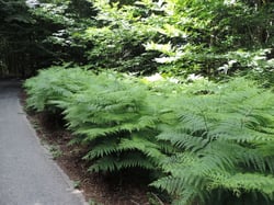Photo 2 of Pteridium aquilinum