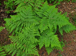 Photo 6 of Pteridium aquilinum
