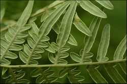 Photo 9 of Pteridium aquilinum