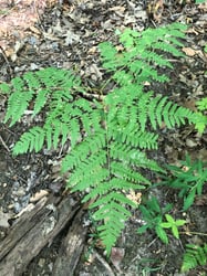 Photo 8 of Pteridium aquilinum