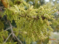 Photo 7 of Quercus spp.
