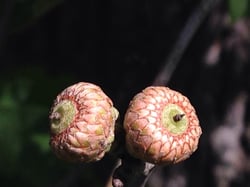 Photo 8 of Quercus spp.