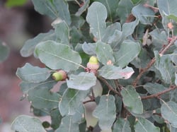 Photo 6 of Quercus spp.
