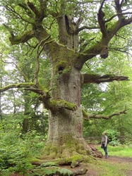 Photo 9 of Quercus spp.