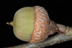 Photo 5 of Quercus spp.