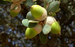 Photo 2 of Quercus spp.