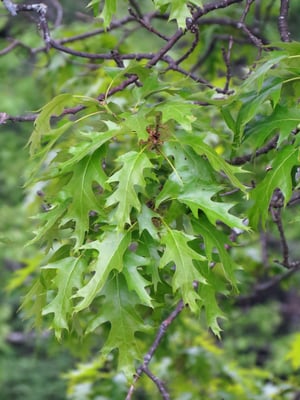 Photo 1 of Quercus spp.